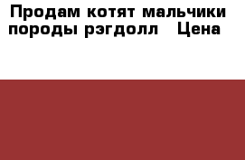 Продам котят мальчики породы рэгдолл › Цена ­ 5 000 - Московская обл., Подольский р-н, Троицк г. Животные и растения » Кошки   . Московская обл.